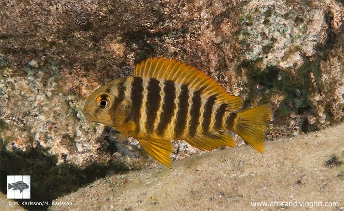 Tropheus sp. 'lukuga' Karilani Island